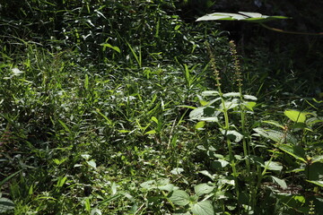 The dense foliage of grass plants fills the area
