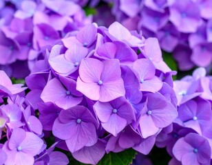Close-up of vibrant purple hydrangeas