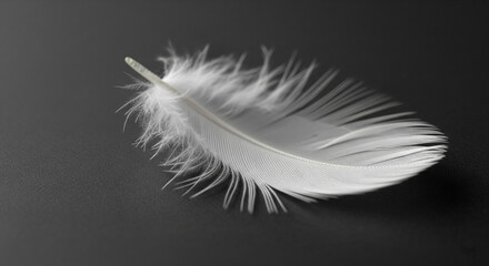 Minimalist close-up of white feather on black background with soft lighting