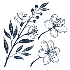 Elegant Botanical Illustration of Cherry Blossoms and Foliage A Serene and Minimalist Design of Springtime Blooms and Verdant Leaves