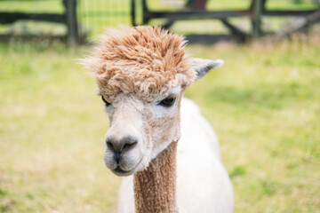 Extreme close-up of a white alpacas face with soft fur and calm expression in an outdoor farm...