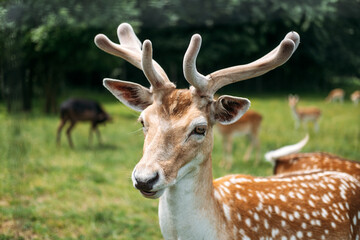 Close-up of a fallow deer with velvet antlers standing in a grassy enclosure surrounded by other deer. Ethical enclosures, animal welfare, humane wildlife care, semi-wild habitats