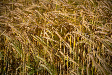 Golden Wheat Field Under Soft Evening Light