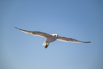 Seagulls flying in a clear blue sky on a sunny day