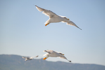 Seagulls flying over water on a sunny day
