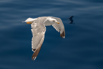Seagulls flying over water on a sunny day