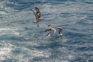 Seagulls flying over water on a sunny day