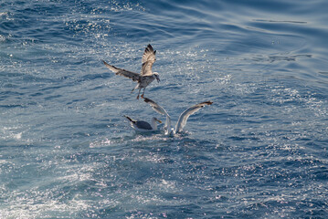 Seagulls flying over water on a sunny day