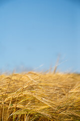 Golden wheat field under a clear blue summer sky