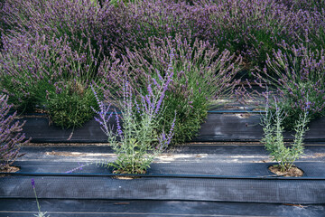 Lavender plants at different growth stages emerging from slotted weed control fabric in a...