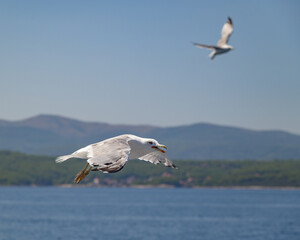 Seagulls flying over water on a sunny day