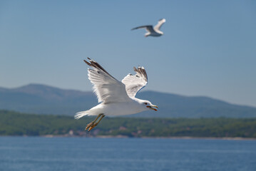 Seagulls flying over water on a sunny day