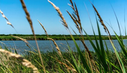 Tall grasses with tan seed heads sway in the foreground of a tranquil river scene under a clear blue sky.