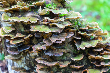 A large number of colorful tinder fungi growing in layers on an old tree trunk creates a distinct texture. The green, brown, and white shades of the mushrooms contrast with the dark wood, drawing the 