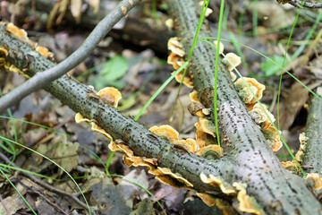 Branches covered with tree bark serve as a background for interesting tinder fungi growing on them....