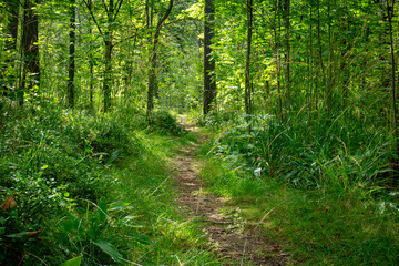 Sunlit Forest Path Through Lush Green Vegetation