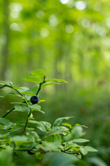 Single Dark Blueberry Growing on a Bush in a Lush Forest