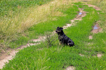 A black and brown dog sits beside a dirt road that runs through a green field with tall grass. It enjoys the warm weather, happily with its tongue out, resting in the fresh air.