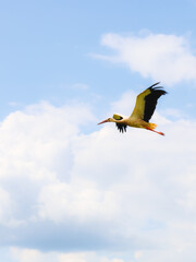 High in the sky, a white stork spreads its wings, flying among white clouds. This photograph conveys a sense of freedom, flight, and the grandeur of nature.