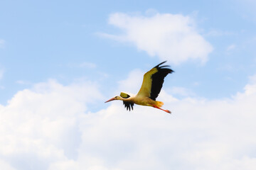 High in the sky, a white stork spreads its wings, flying among white clouds. This photograph...