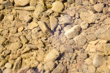 This image shows small fish swimming in clear water that covers a rocky bottom. This conveys a sense of tranquility and naturalness.