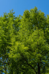Tall, lush Bald Cypress Taxodium Distichum (swamp, white-cypress, gulf or tidewater red cypress) standing prominently in park setting. Tree has sprawling branches set against clear blue sky.