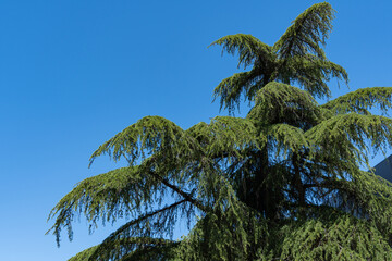 Tall, lush green coniferous Himalayan Cedar, Cedrus Deodara (Deodar Cedar, Himalayan Cedar)...