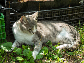 A contented tabby cat resting in the grass