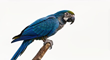 Obraz premium Vibrant Macaw with a Flowing Tail on a White Background