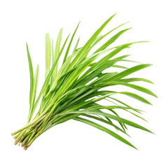 Obraz premium Fresh bunch of vibrant green leaves