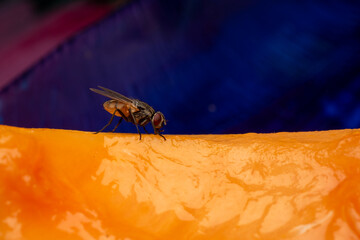 Housefly on Cantaloupe Slice Close-up