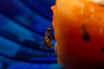 Housefly on Cantaloupe Slice Close-up