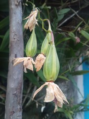 Close-up of Dendrobium Larat orchid seed pods after flowering, showing green capsules with dried petals, captured in a tropical garden.