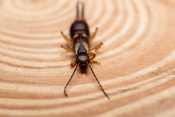 Close-up macro of earwig insect sitting on wooden log outdoors, detailed nature wildlife shot