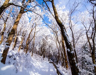 Snow-covered forest path under a clear winter sky.