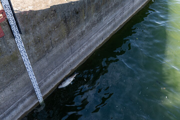 Dead fish float on the surface of the water in a lake. Mietkow Poland