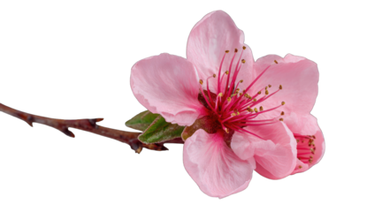Close-up of a delicate pink blossom with a slightly darker center and green leaves on a branch