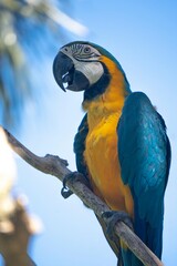 Blue-and-Yellow Macaw Perched on Tropical Tree Branch