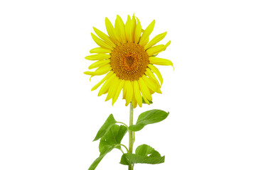 sunflower plant with green leaves isolated on white or transparent png