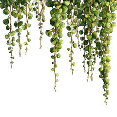 Lush, hanging plants cascading downward