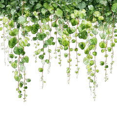 Hanging green ivy-like plants