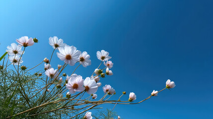 White cosmos flower blue sky green stem outdoor nature summer sunlight peaceful fresh vibrant clear weather
