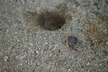 hermit crab on the baech 
