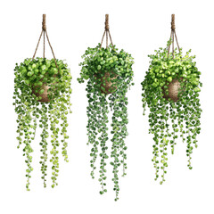 Three hanging plants, similar style, cascading foliage