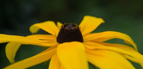 Fiore giallo - black-eyed Susan / yellow coneflower (Rudbeckia hirta)