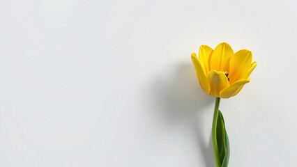 Isolated single yellow tulip on a white background, perfect for designers, with a clean look, beautiful blossom, spring flower, nature element, vibrant plant.