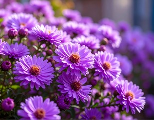 Obraz premium Close-up of many vibrant purple flowers