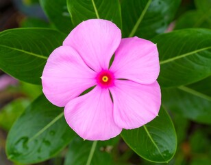 Close-up of a pink flower