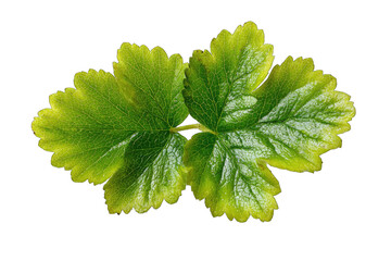 Close-up of two vibrant green leaves with a lime-yellow edge.  Distinctly textured