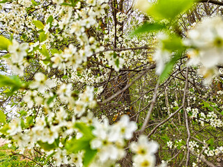 On a beautiful sunny day, delicate white flowers are in full bloom, elegantly showcasing their petals amidst a backdrop of lush, vibrant green leaves.